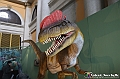 VBS_0934 - Dinosauri. Terra dei giganti